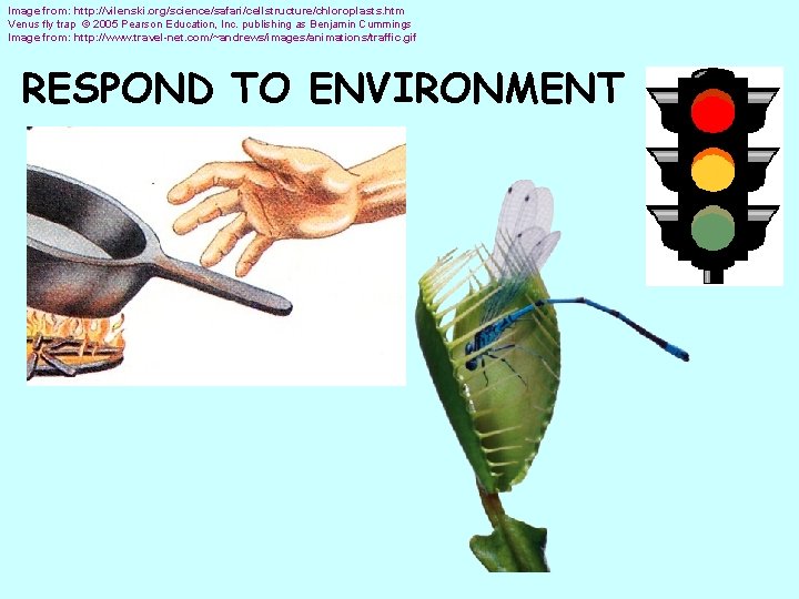 Image from: http: //vilenski. org/science/safari/cellstructure/chloroplasts. htm Venus fly trap © 2005 Pearson Education, Inc.