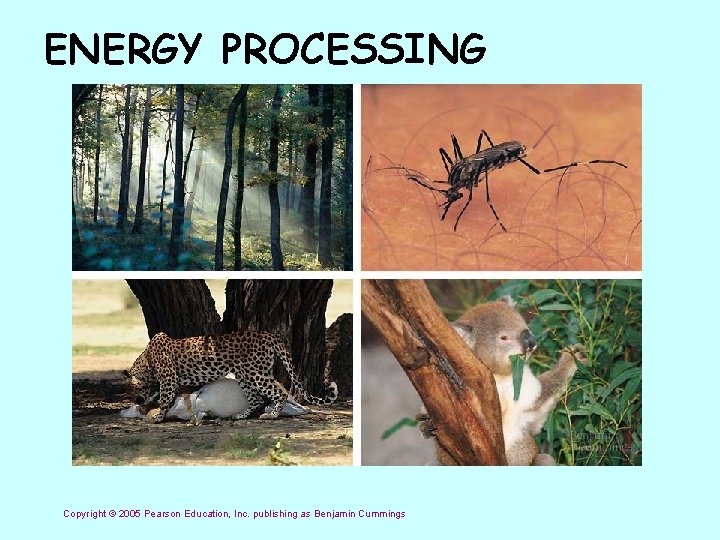 ENERGY PROCESSING Copyright © 2005 Pearson Education, Inc. publishing as Benjamin Cummings 