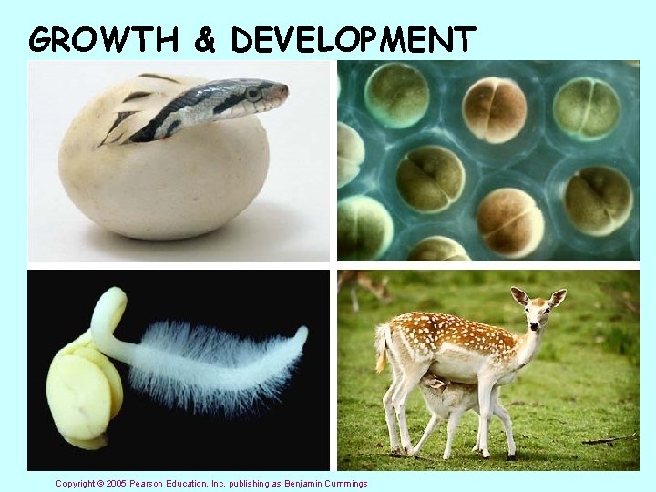 GROWTH & DEVELOPMENT Copyright © 2005 Pearson Education, Inc. publishing as Benjamin Cummings 