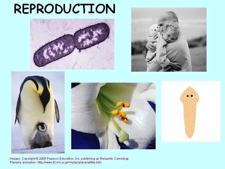 REPRODUCTION Images: Copyright © 2005 Pearson Education, Inc. publishing as Benjamin Cummings Planaria animation: