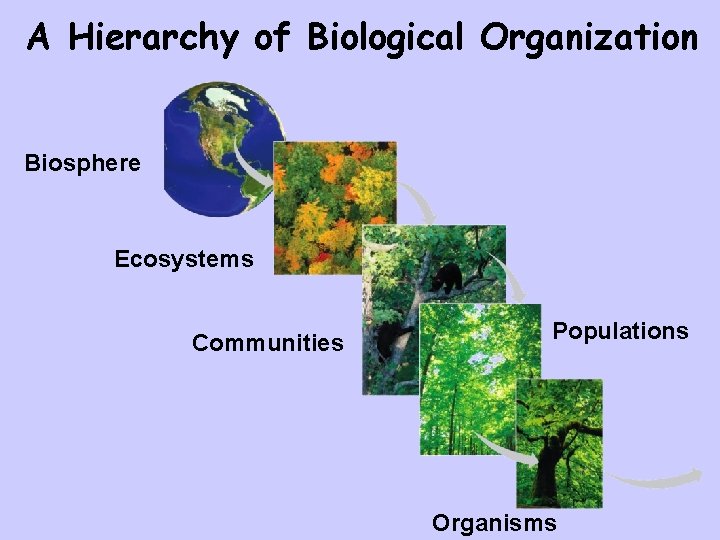 A Hierarchy of Biological Organization Biosphere Ecosystems Communities Populations Organisms 