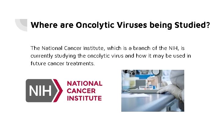 Where are Oncolytic Viruses being Studied? The National Cancer Institute, which is a branch