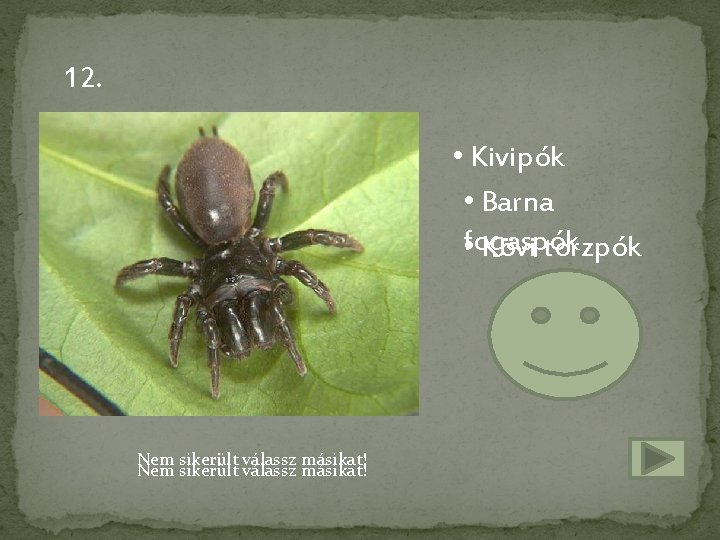 12. • Kivipók • Barna fogaspók • Kövi torzpók Nem sikerült válassz másikat! 
