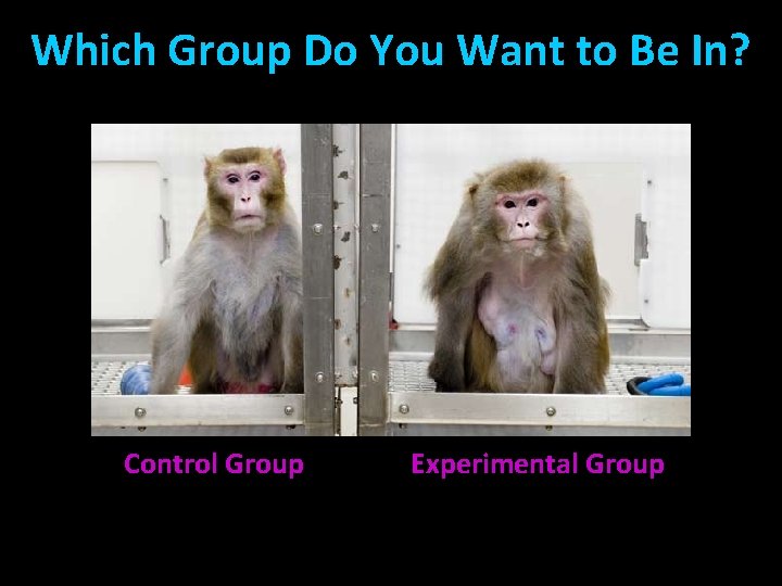 Which Group Do You Want to Be In? Control Group Experimental Group 