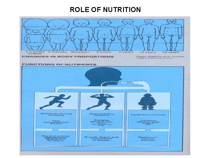 ROLE OF NUTRITION 