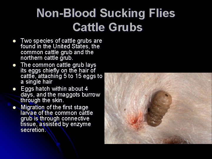 Non-Blood Sucking Flies Cattle Grubs l l Two species of cattle grubs are found