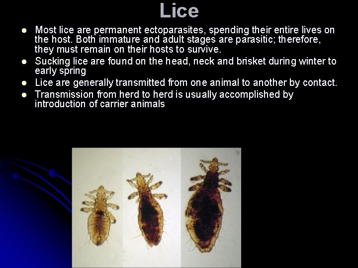 Lice l l Most lice are permanent ectoparasites, spending their entire lives on the