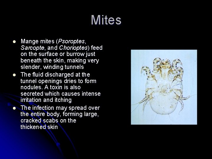 Mites l l l Mange mites (Psoroptes, Sarcopte, and Chorioptes) feed on the surface