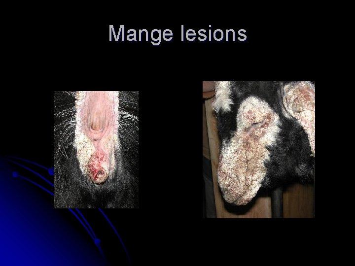 Mange lesions 