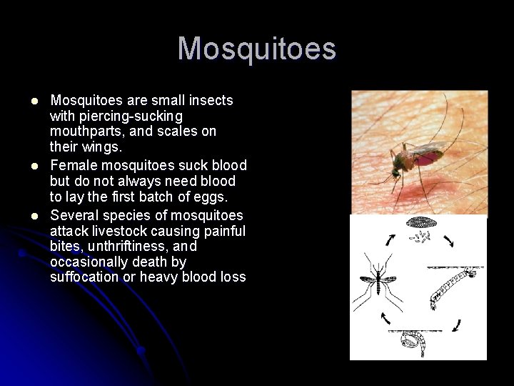 Mosquitoes l l l Mosquitoes are small insects with piercing-sucking mouthparts, and scales on