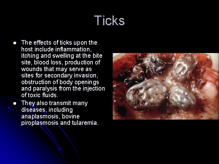 Ticks l l The effects of ticks upon the host include inflammation, itching and