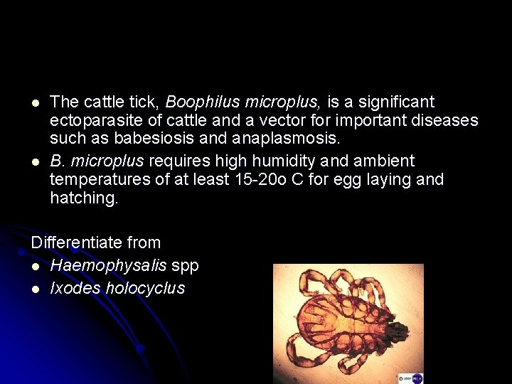 l l The cattle tick, Boophilus microplus, is a significant ectoparasite of cattle and