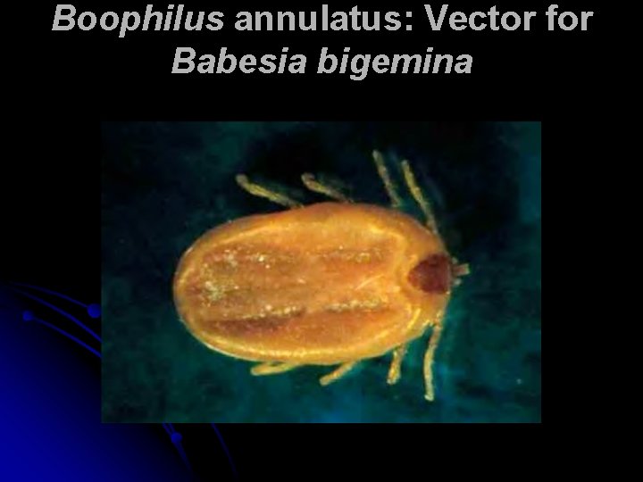 Boophilus annulatus: Vector for Babesia bigemina 