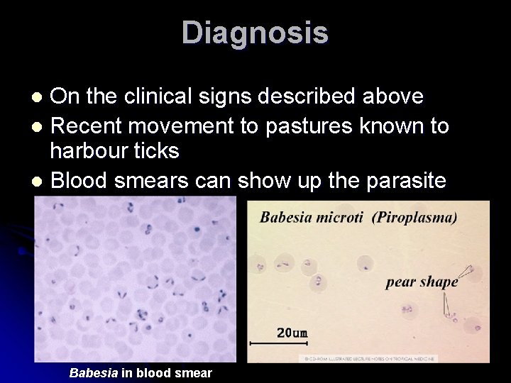 Diagnosis On the clinical signs described above l Recent movement to pastures known to