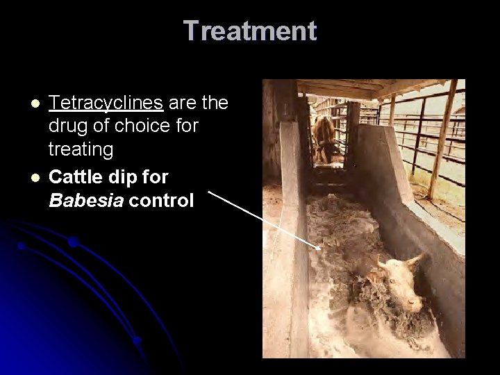 Treatment l l Tetracyclines are the drug of choice for treating Cattle dip for