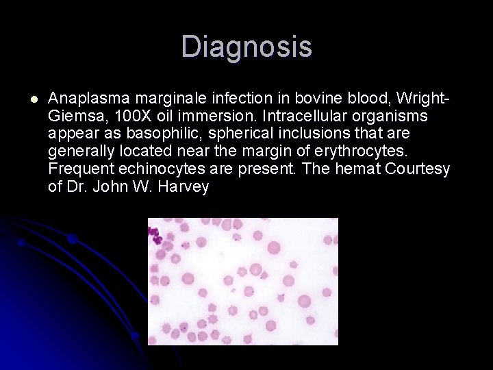 Diagnosis l Anaplasma marginale infection in bovine blood, Wright. Giemsa, 100 X oil immersion.