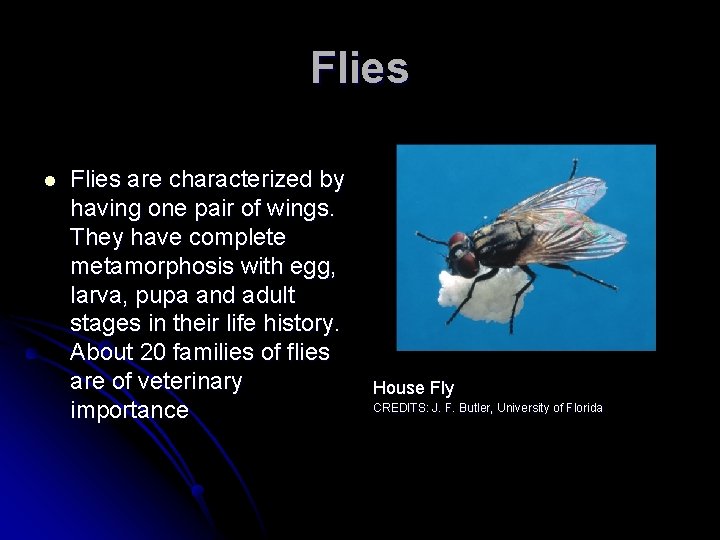 Flies l Flies are characterized by having one pair of wings. They have complete