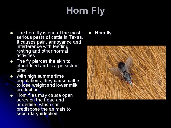 Horn Fly l l The horn fly is one of the most serious pests