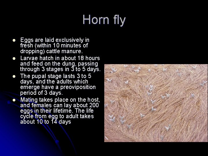 Horn fly l l Eggs are laid exclusively in fresh (within 10 minutes of