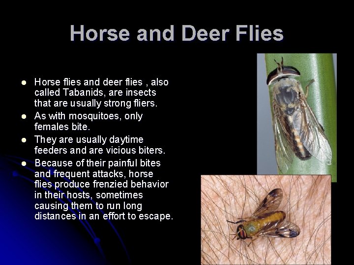 Horse and Deer Flies l l Horse flies and deer flies , also called