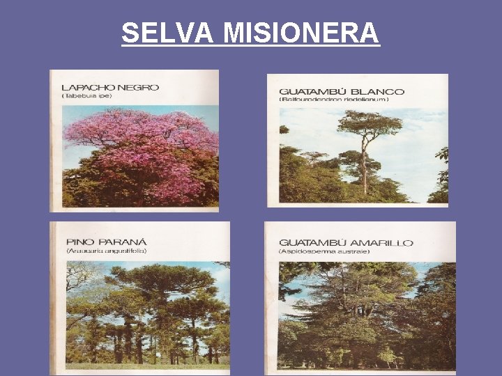 SELVA MISIONERA 