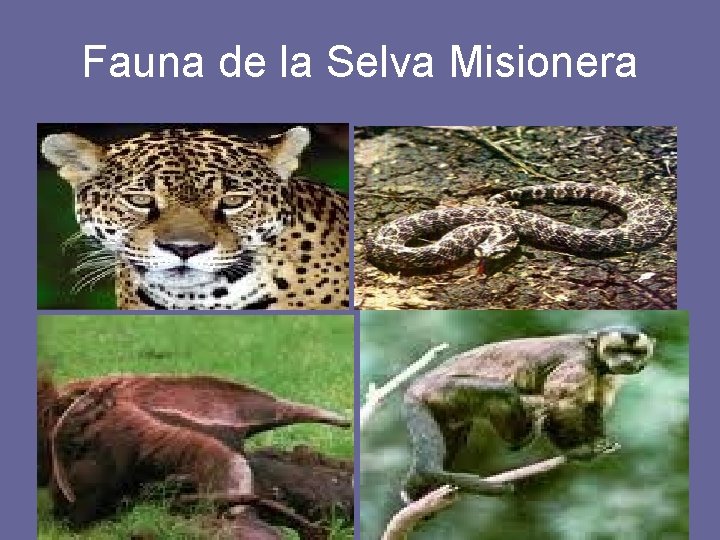 Fauna de la Selva Misionera 