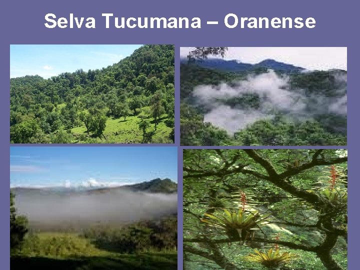Selva Tucumana – Oranense 