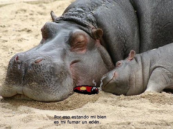 Por eso estando mi bien es mi fumar un edén. Por eso estando mi bien es mi fumar un edén.