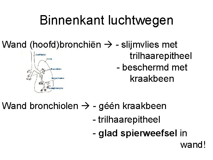 Binnenkant luchtwegen Wand (hoofd)bronchiën - slijmvlies met trilhaarepitheel - beschermd met kraakbeen Wand bronchiolen