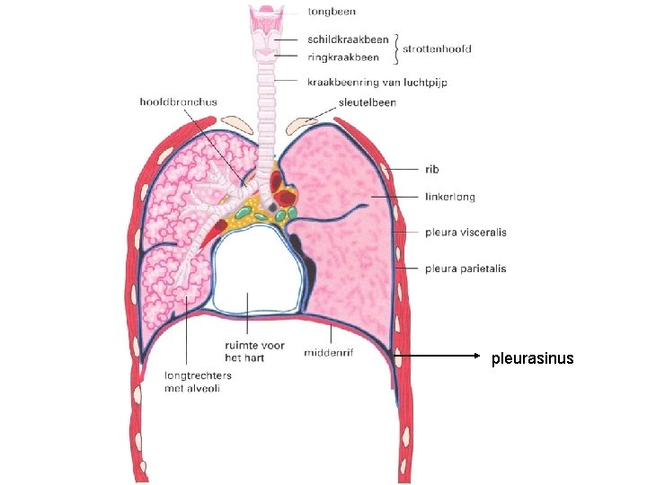 pleurasinus 