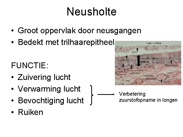 Neusholte • Groot oppervlak door neusgangen • Bedekt met trilhaarepitheel FUNCTIE: • Zuivering lucht