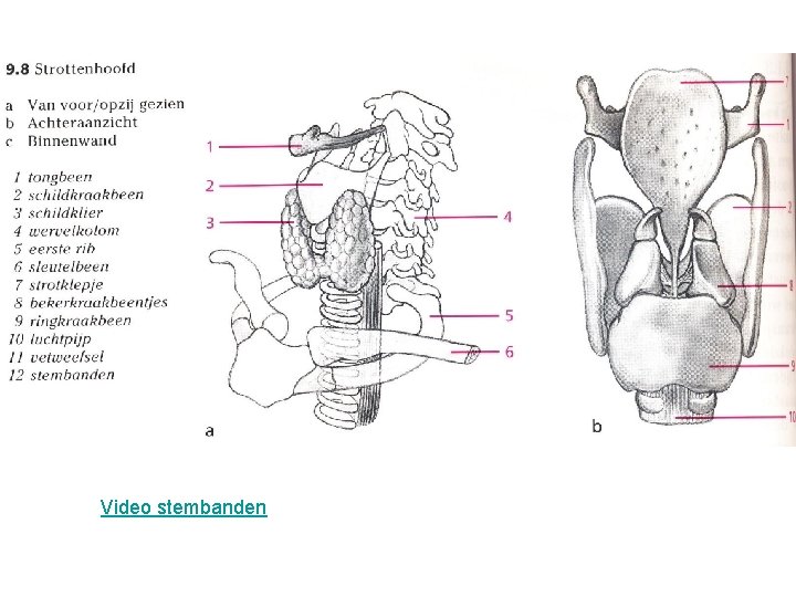 Video stembanden 