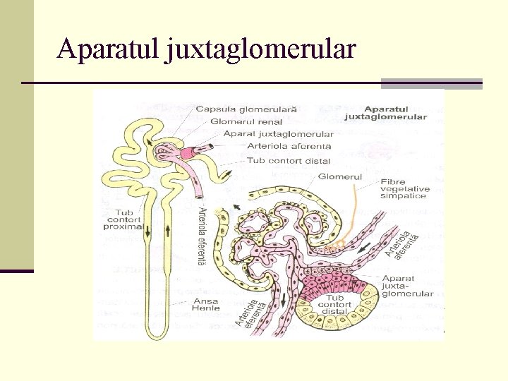 Aparatul juxtaglomerular 