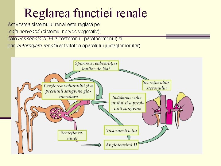 Reglarea functiei renale Activitatea sistemului renal este reglată pe cale nervoasă (sistemul nervos vegetativ),