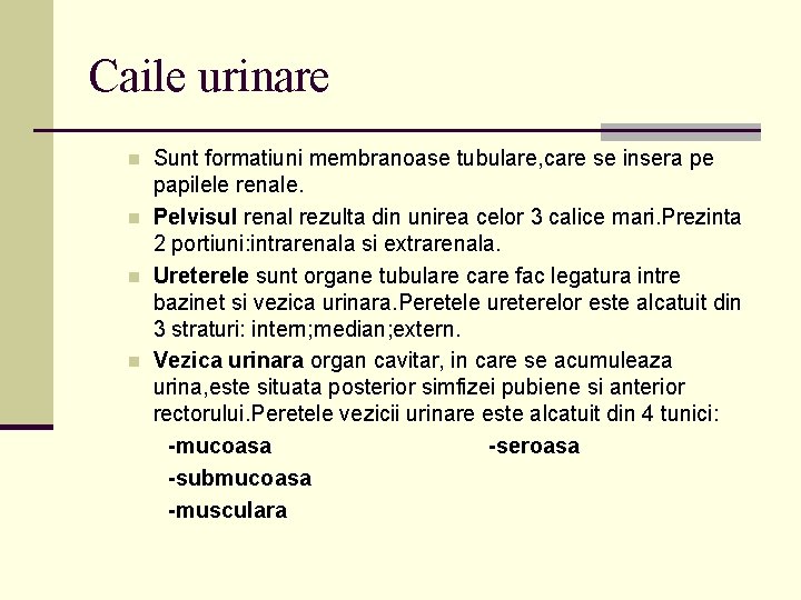 Caile urinare n n Sunt formatiuni membranoase tubulare, care se insera pe papilele renale.