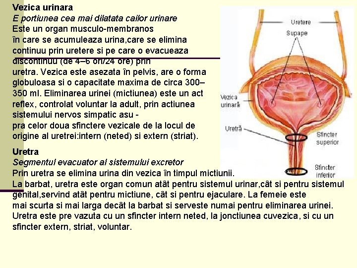 Vezica urinara E portiunea cea mai dilatata cailor urinare Este un organ musculo-membranos în