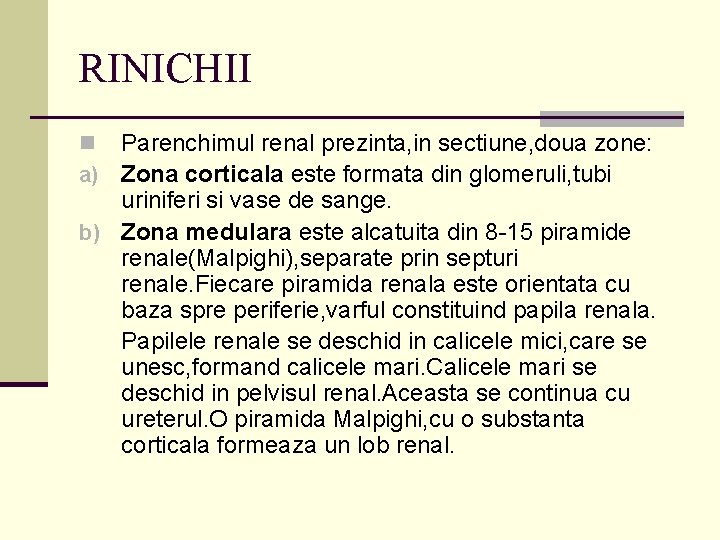 RINICHII Parenchimul renal prezinta, in sectiune, doua zone: Zona corticala este formata din glomeruli,