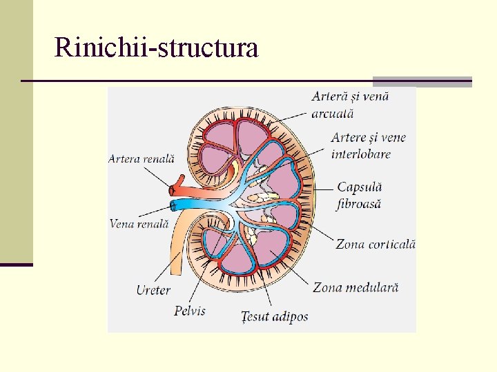 Rinichii-structura 