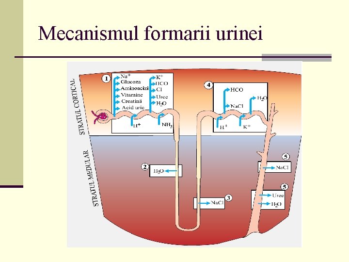 Mecanismul formarii urinei 