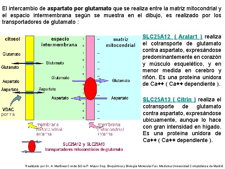 El intercambio de aspartato por glutamato que se realiza entre la matriz mitocondrial y