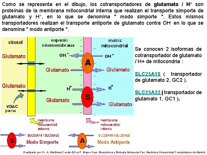 Como se representa en el dibujo, los cotransportadores de glutamato / H+ son proteínas