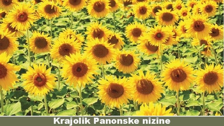 Krajolik Panonske nizine 