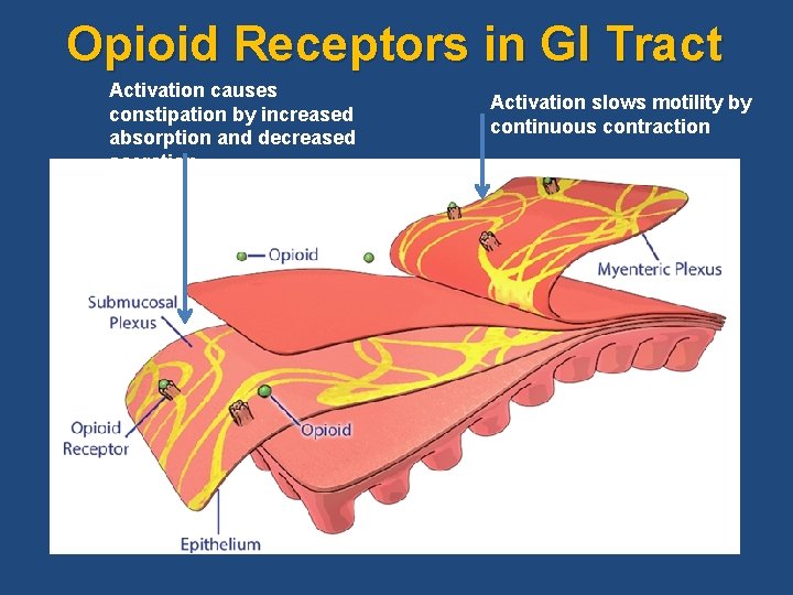 Opioid Receptors in GI Tract Activation causes constipation by increased absorption and decreased secretion