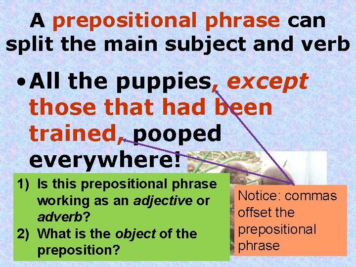 A prepositional phrase can split the main subject and verb • All the puppies,