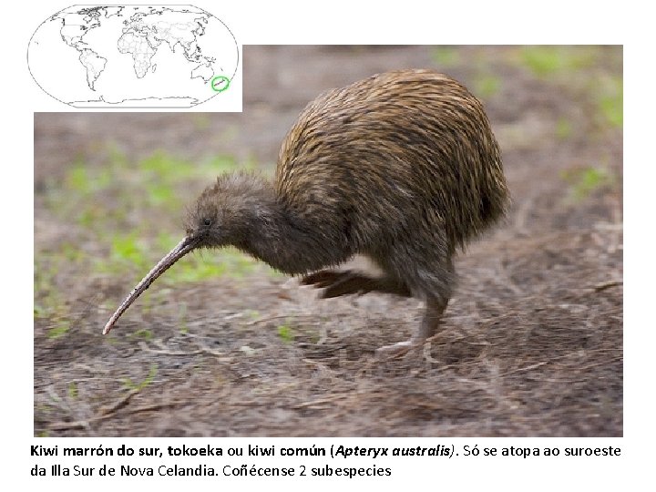 Kiwi marrón do sur, tokoeka ou kiwi común (Apteryx australis). Só se atopa ao