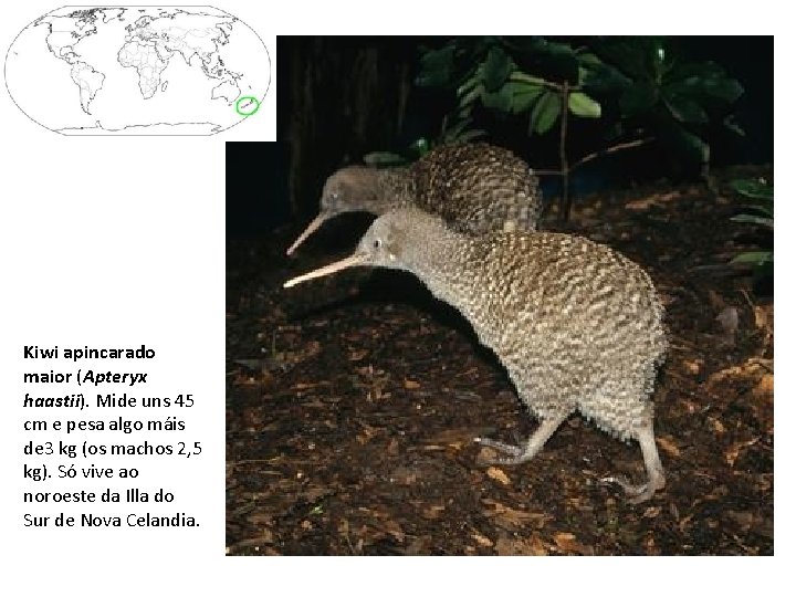 Kiwi apincarado maior (Apteryx haastii). Mide uns 45 cm e pesa algo máis de