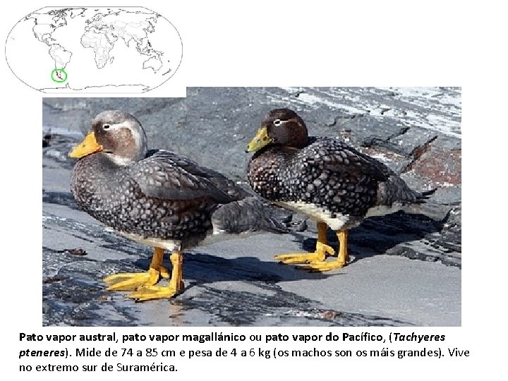 Pato vapor austral, pato vapor magallánico ou pato vapor do Pacífico, (Tachyeres pteneres). Mide