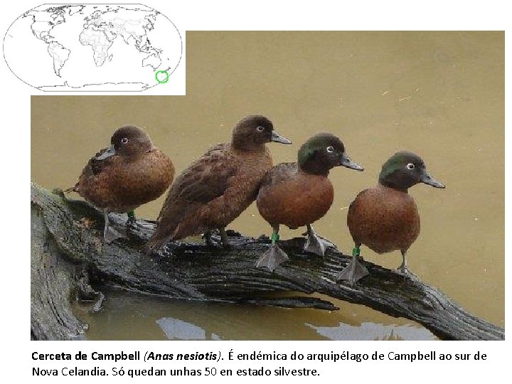 Cerceta de Campbell (Anas nesiotis). É endémica do arquipélago de Campbell ao sur de