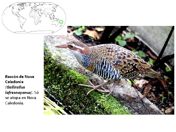 Rascón de Nova Caledonia (Gallirallus lafresnayanus). Só se atopa en Nova Caledonia. 