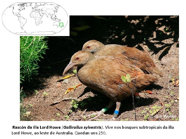 Rascón da illa Lord Howe (Gallirallus sylvestris). Vive nos bosques subtropicais da illa Lord